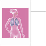 Respiratory tract, drawing by Anonymous