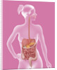 Digestive system, illustration by Anonymous