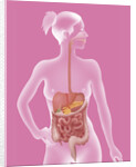 Digestive system, illustration by Anonymous