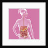 Digestive system, illustration by Anonymous