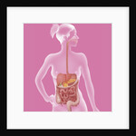 Digestive system, illustration by Anonymous