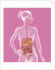 Digestive system, illustration by Anonymous