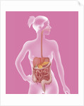 Digestive system, illustration by Anonymous