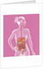 Digestive system, illustration by Anonymous