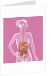 Digestive system, illustration by Anonymous