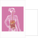 Digestive system, illustration by Anonymous
