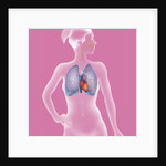 Thorax, anatomy by Anonymous