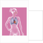 Thorax, anatomy by Anonymous