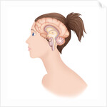 Brain, drawing by Anonymous