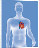 Heart, illustration by Anonymous