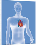 Heart, illustration by Anonymous