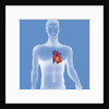 Heart, illustration by Anonymous