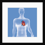 Heart, illustration by Anonymous