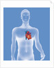 Heart, illustration by Anonymous