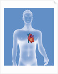 Heart, illustration by Anonymous