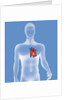 Heart, illustration by Anonymous