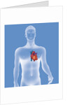 Heart, illustration by Anonymous