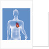 Heart, illustration by Anonymous