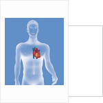 Heart, illustration by Anonymous