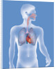 Thorax, anatomy by Anonymous