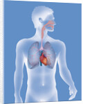 Thorax, anatomy by Anonymous
