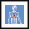 Thorax, anatomy by Anonymous