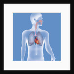 Thorax, anatomy by Anonymous
