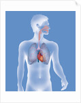 Thorax, anatomy by Anonymous