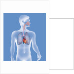 Thorax, anatomy by Anonymous