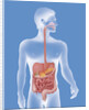 Digestive system, illustration by Anonymous