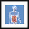 Digestive system, illustration by Anonymous