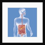 Digestive system, illustration by Anonymous