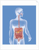 Digestive system, illustration by Anonymous