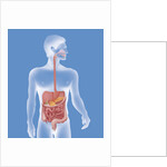 Digestive system, illustration by Anonymous