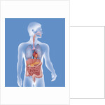 Anatomy, trunk by Anonymous