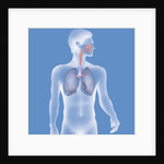 Respiratory tract, drawing by Anonymous