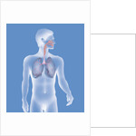 Respiratory tract, drawing by Anonymous