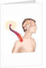 Cerebrovascular neurol. disease by Anonymous