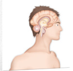 Brain, drawing by Anonymous