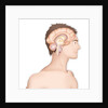 Brain, drawing by Anonymous