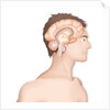 Brain, drawing by Anonymous