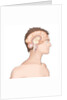 Brain, drawing by Anonymous