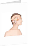 Brain, drawing by Anonymous