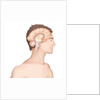 Brain, drawing by Anonymous
