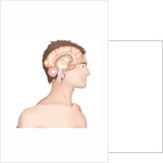 Brain, drawing by Anonymous