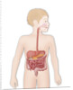 Digestive system, illustration by Anonymous