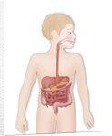 Digestive system, illustration by Anonymous
