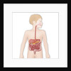 Digestive system, illustration by Anonymous