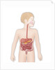 Digestive system, illustration by Anonymous