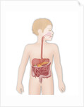 Digestive system, illustration by Anonymous